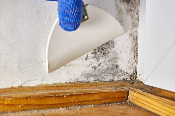 Reliable Lakeway, TX Mold Removal Solutions